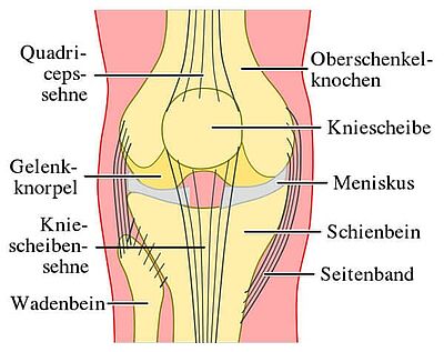 Kniegelenk von vorne