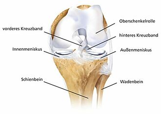 Anatomisches Schema des Kniegelenks mit Kreuzbändern und Menisken